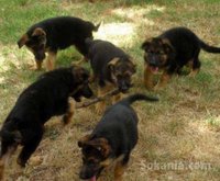 Chiots berger allemand race pure