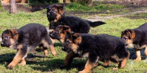 Chiots berger allemand race pure