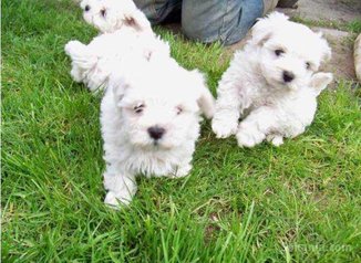 Chiots bichon maltais race pure