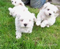 chiots bichon maltais race pure