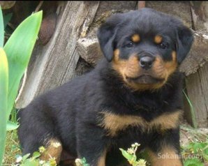 Chiots rottweiler de race pure