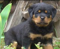 Chiots rottweiler de race pure