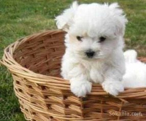 Chiots bichon maltais
