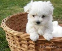 Chiots bichon maltais