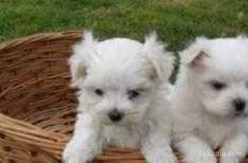 Chiots bichon maltais