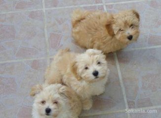 Chiots bichon havanais nain