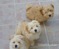 chiots bichon havanais nain