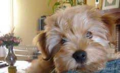 Chiots bichon havanais nain
