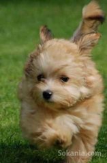 Chiots bichon havanais nain