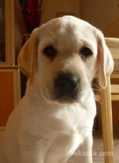 Chiot labrador de race pure