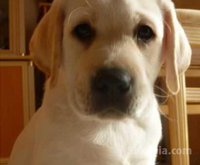 Chiot labrador de race pure