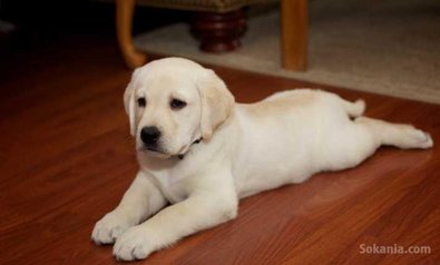 Chiot labrador de race pure