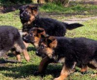 Chiot berger allemand race pure