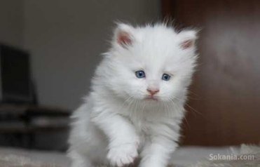 Chaton angora américaine poile longe