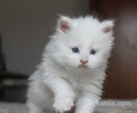 Chaton angora américaine poile longe