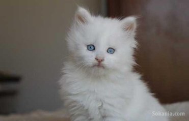 Chaton angora américaine poile longe