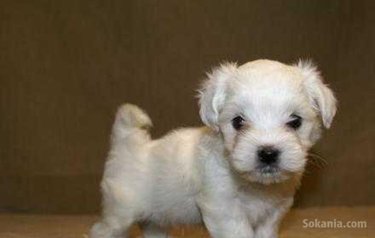 Chiot bichon maltais race pure
