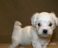 Chiot bichon maltais race pure