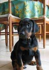 Chiots doberman de race pure