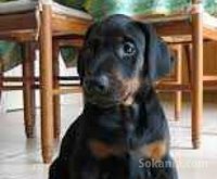 Chiots doberman de race pure