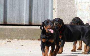 Chiots doberman de race pure