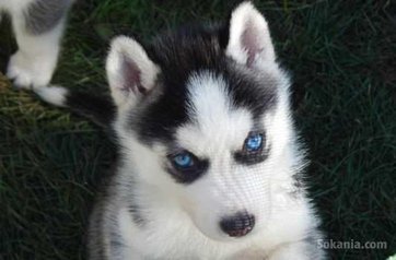 Chiots de race de husky les yeux bleus