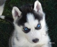chiots de race de husky les yeux bleus