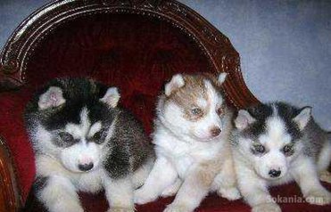 Chiots de race de husky les yeux bleus