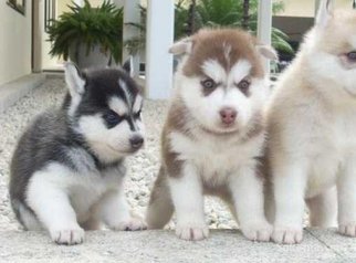 Chiots de race de husky les yeux bleus