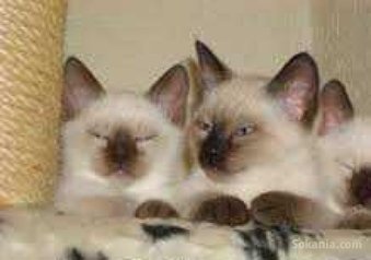 Chaton siamois