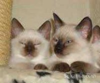 Chaton siamois