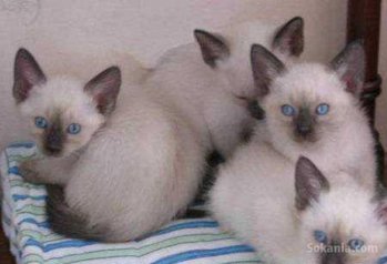 Chaton siamois