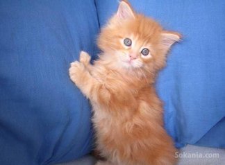 Chaton européen roux poil long