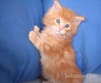 chaton européen roux poil long
