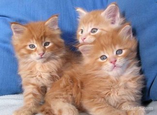 Chaton européen roux poil long