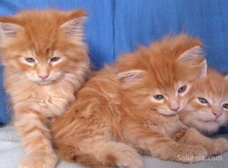 Chaton européen roux poil long