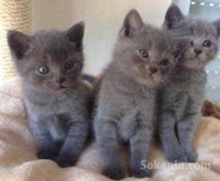 Chaton chartreux de race pure age 2 mois