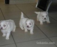 Chiot bichon maltais race pure