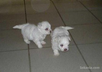 Chiot bichon maltais race pure