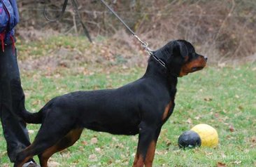 ROTTWEILLER 6 MOIS