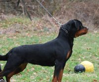 ROTTWEILLER 6 MOIS