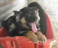 Berger allemand de race pure