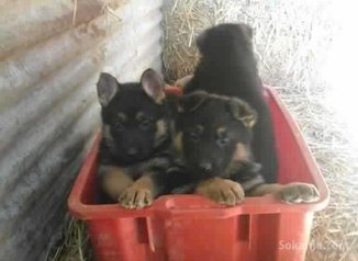 Berger allemand de race pure