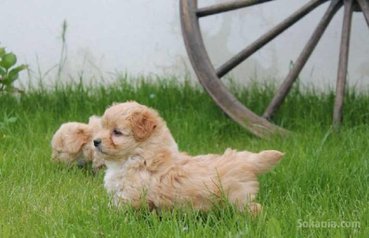 Chiots bichon havanais nain
