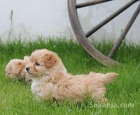 Chiots bichon havanais nain
