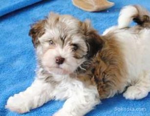 Chiots bichon havanais nain