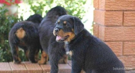 Chiots rottweiler grande taille