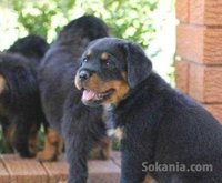 Chiots rottweiler grande taille