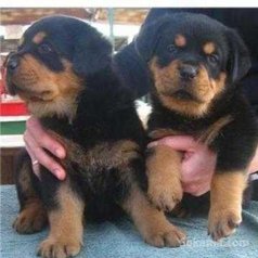 Chiots rottweiler grande taille