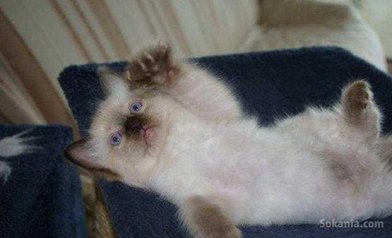 Chaton ragdoll de race pure